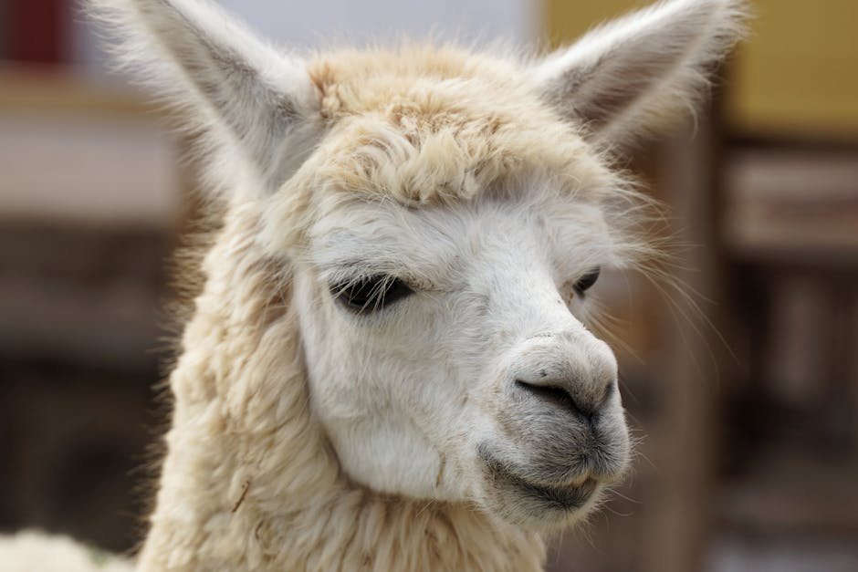 Ollama pull qwen3-reranker command line