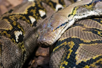 用Python构建邮件头溯源与IP地理围栏机制，识别爬虫代理隧道与伪造发信服务器