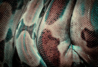 从零构建Python浏览器指纹轮换池：绕过Canvas、WebGL、AudioContext静态检测